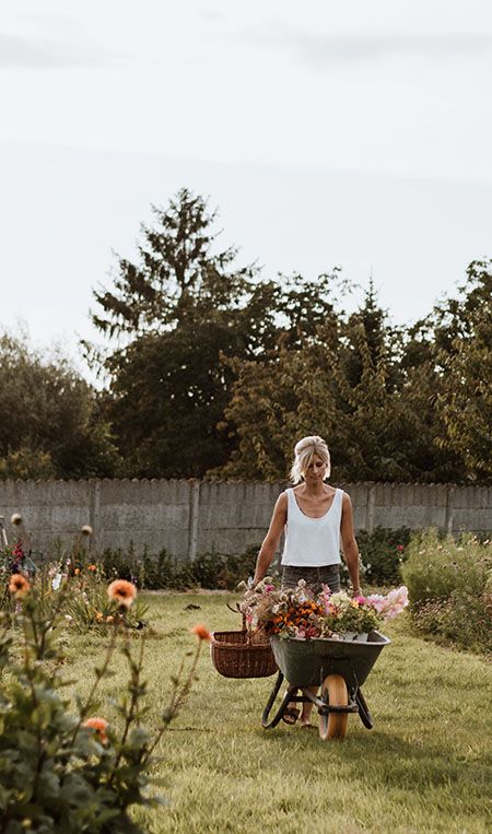 Bloemenoogst op bloemenveld van Apis bloemen in Gerraardsbergen